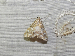 Elophila icciusalis