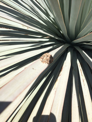 Dianthidium