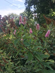 Spiraea × billardii
