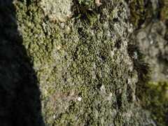 Lecanora polytropa