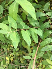 Spiraea × billardii