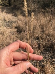 Setaria sphacelata torta
