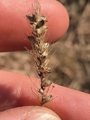 Setaria sphacelata torta