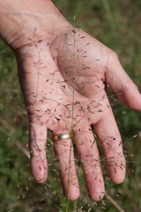 Eragrostis intermedia