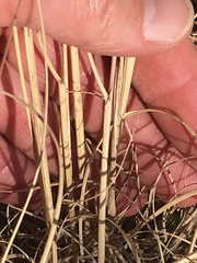 Setaria sphacelata torta