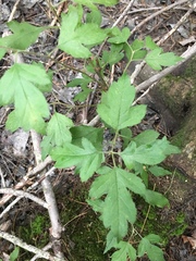 Crataegus marshallii
