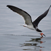 Black Skimmer - Photo (c) Nick Chill, some rights reserved (CC BY-NC-ND)
