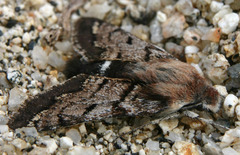 Euproserpinus phaeton