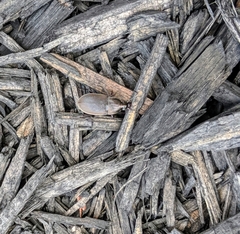 Chlaenius tomentosus