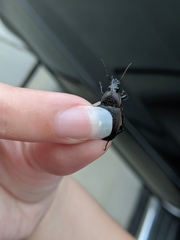 Chlaenius tomentosus