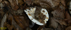 Fungi