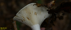 Fungi