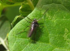 Demeijerea rufipes