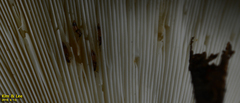 Coleoptera