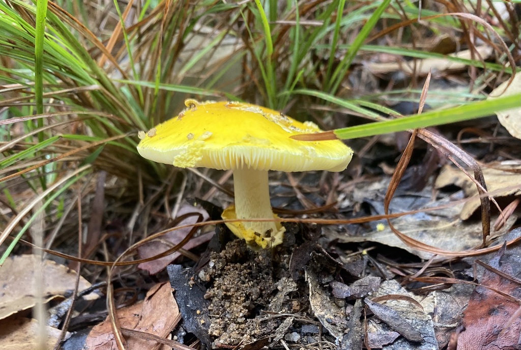 Amanita flavella · March 2025 · photo: © farmerfox_1 (iNaturalist, cc-by)