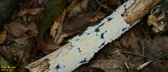 Fungi