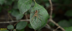 Araneae