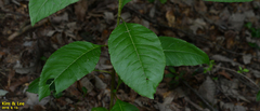 Phytolacca americana