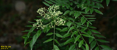 Tracheophyta