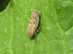 Euscelis incisus