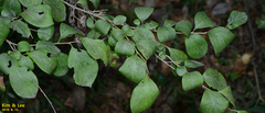 Tracheophyta