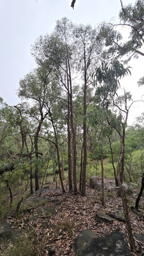 Narrow-leaved Stringybark (Eucalyptus sparsifolia)