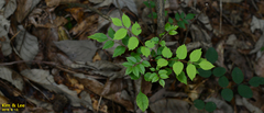 Tracheophyta
