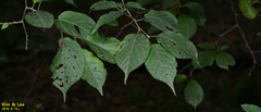 Tracheophyta