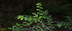 Tracheophyta