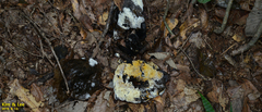 Fungi