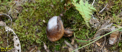 Fungi