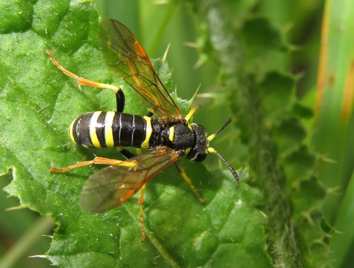 Plantain Wasp-sawfly