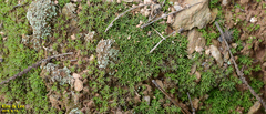 Bryophyta