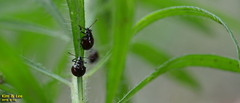 Hemiptera