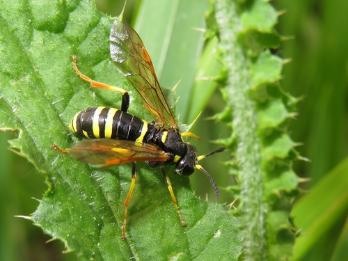 Plantain Wasp-sawfly, Zuid-Holland, Nederland, photo 8 of 10