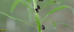 Hemiptera