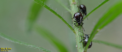 Hemiptera
