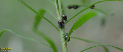 Hemiptera