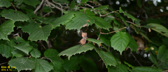 Corylus heterophylla