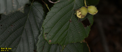 Corylus heterophylla