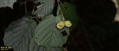 Corylus heterophylla