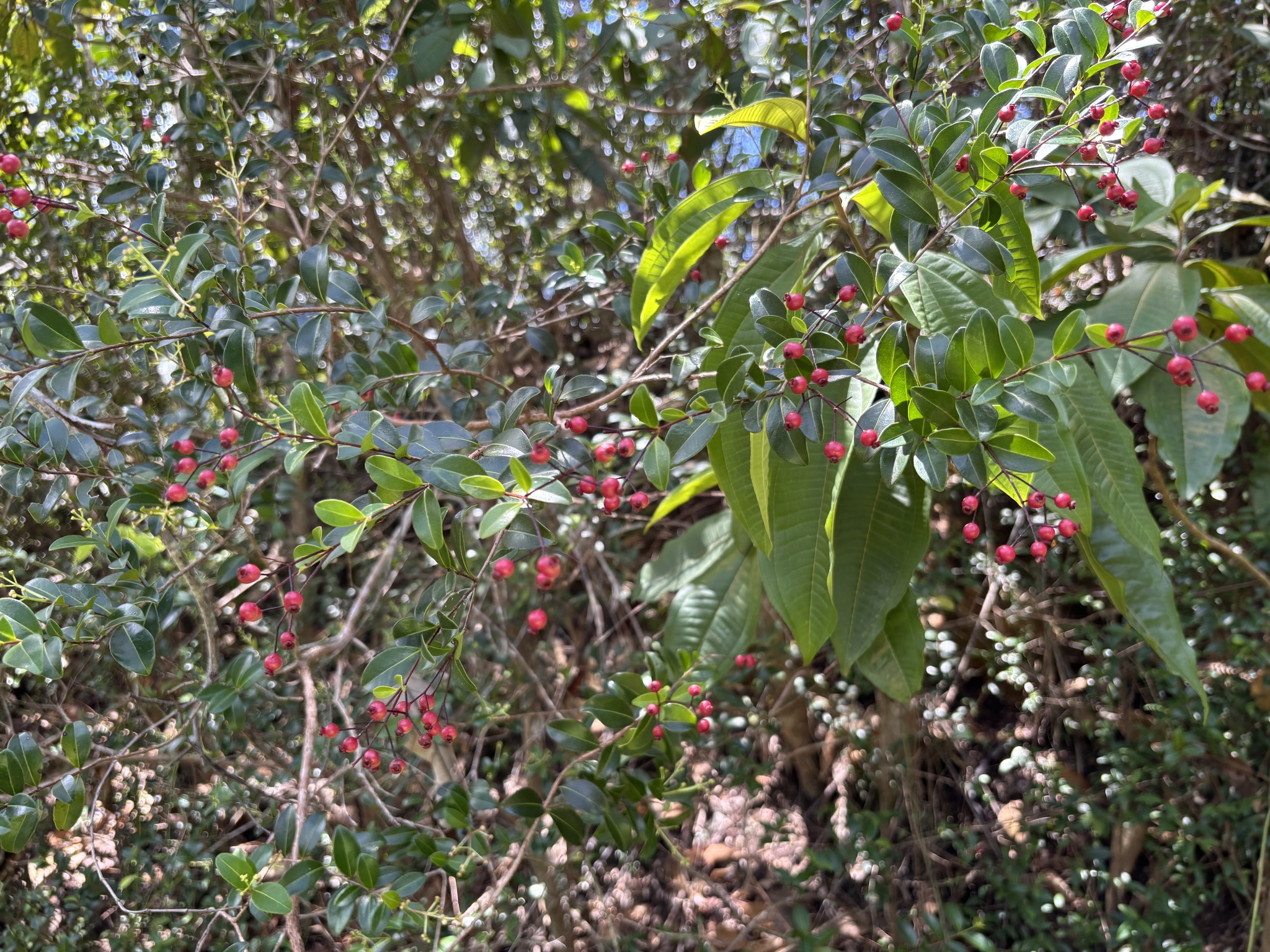 Imagem de Pedra-ume-caá