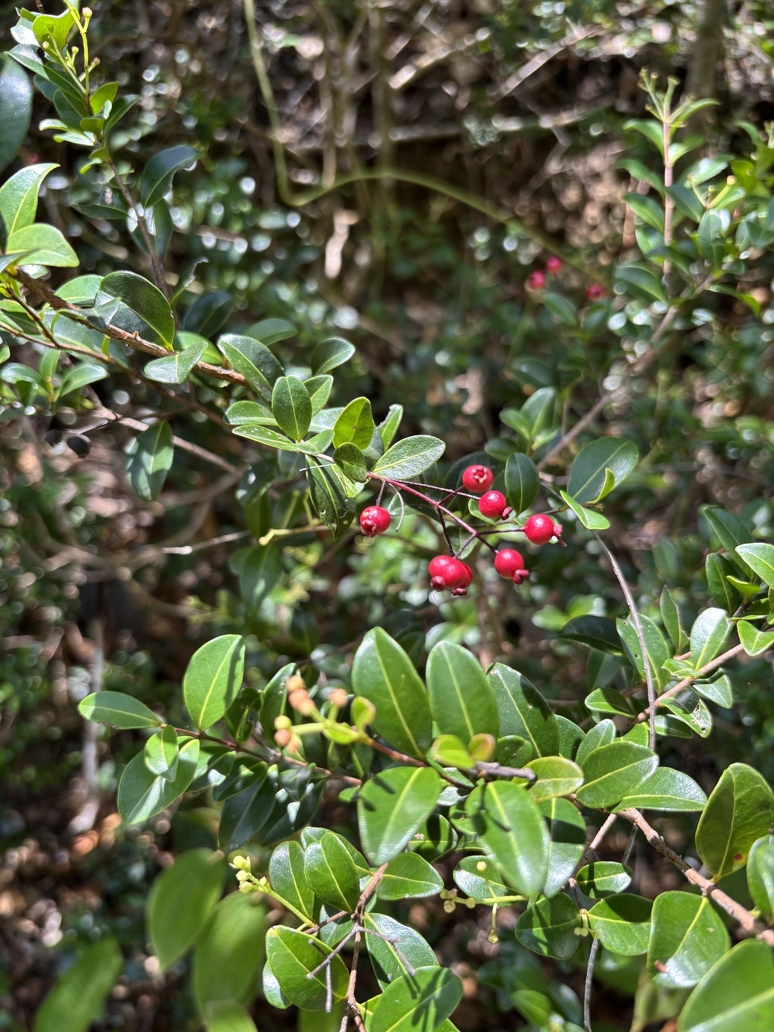 Imagem de Pedra-ume-caá