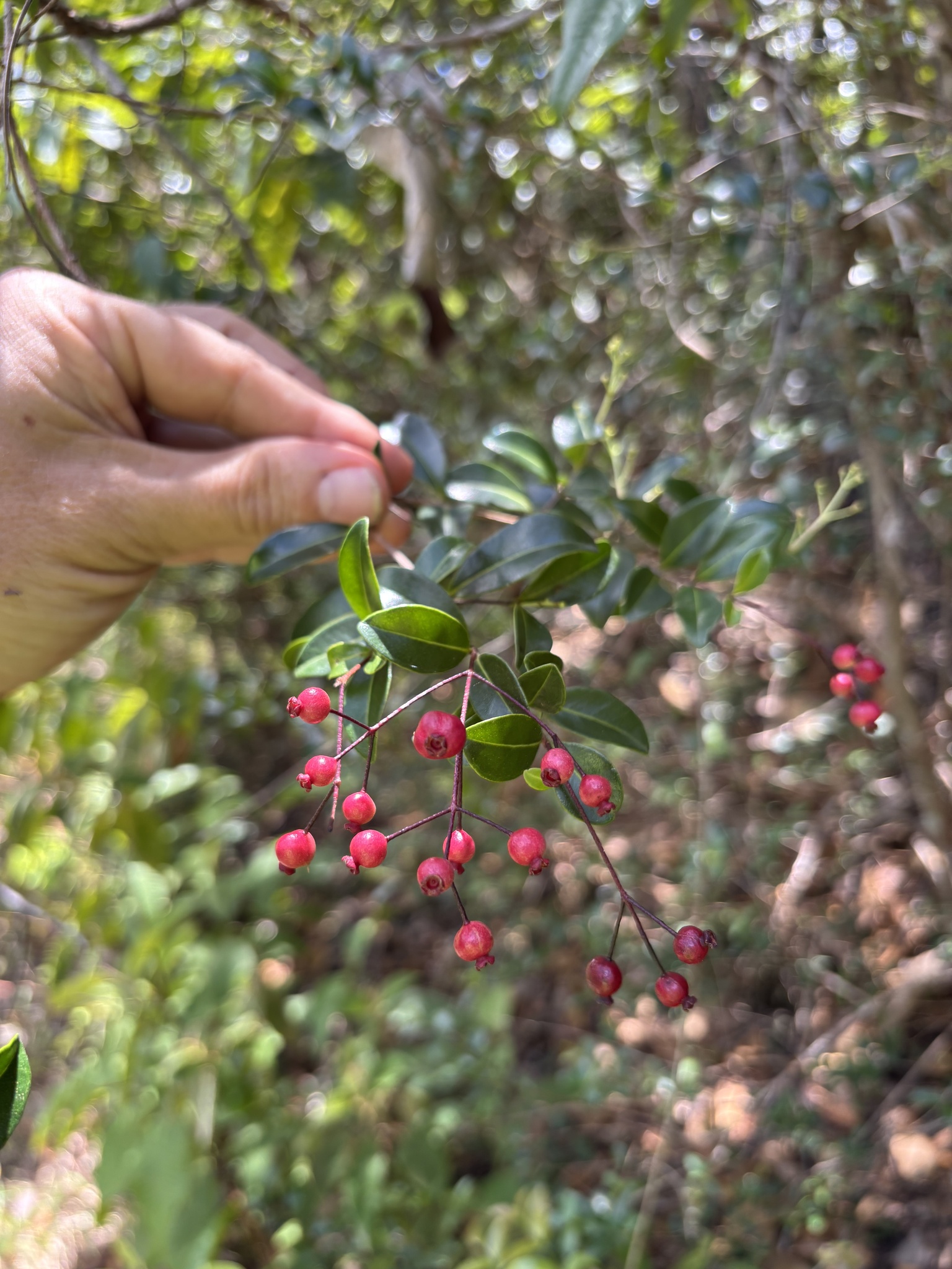 Imagem de Pedra-ume-caá