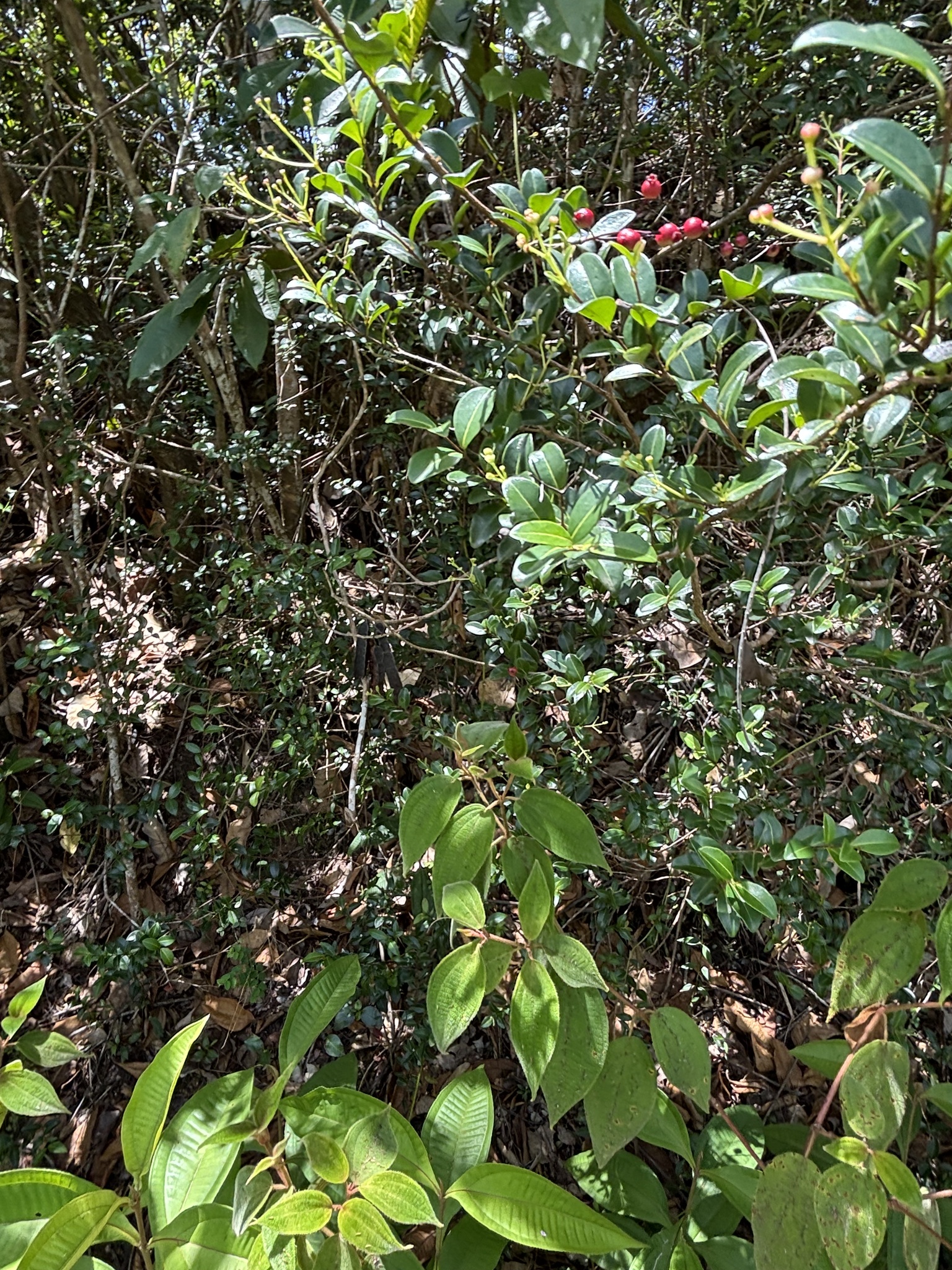 Imagem de Pedra-ume-caá