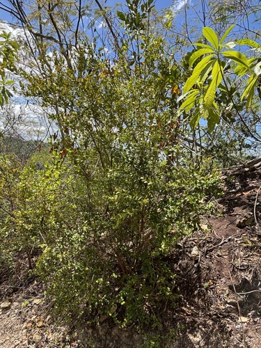 Foto de Pedra-ume-caá
