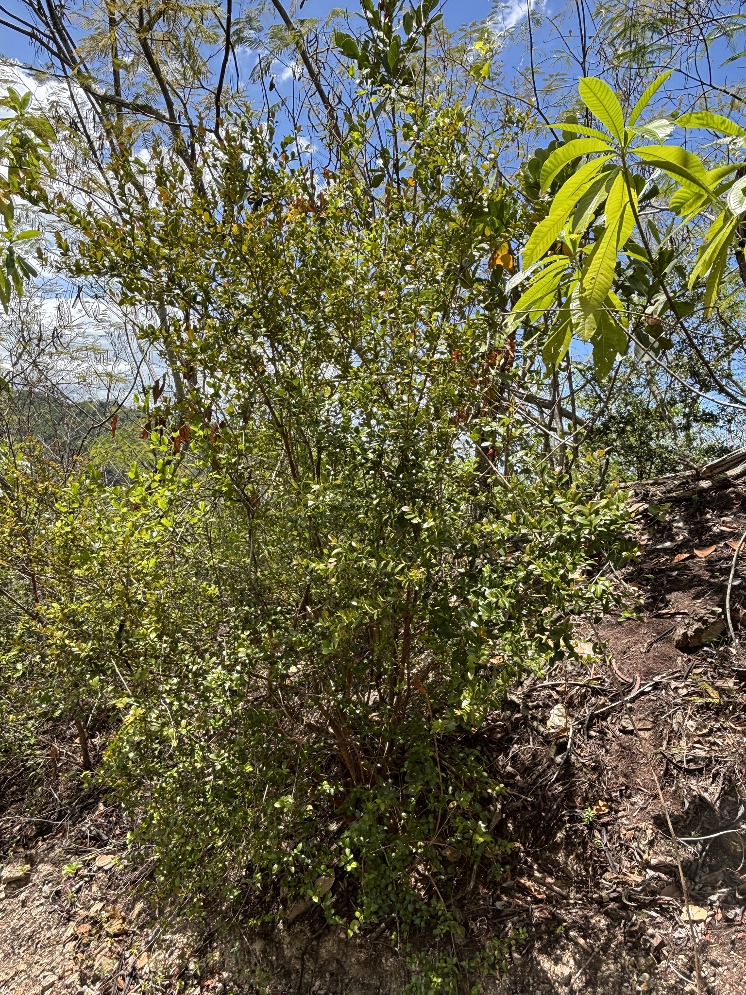 Imagem de Pedra-ume-caá