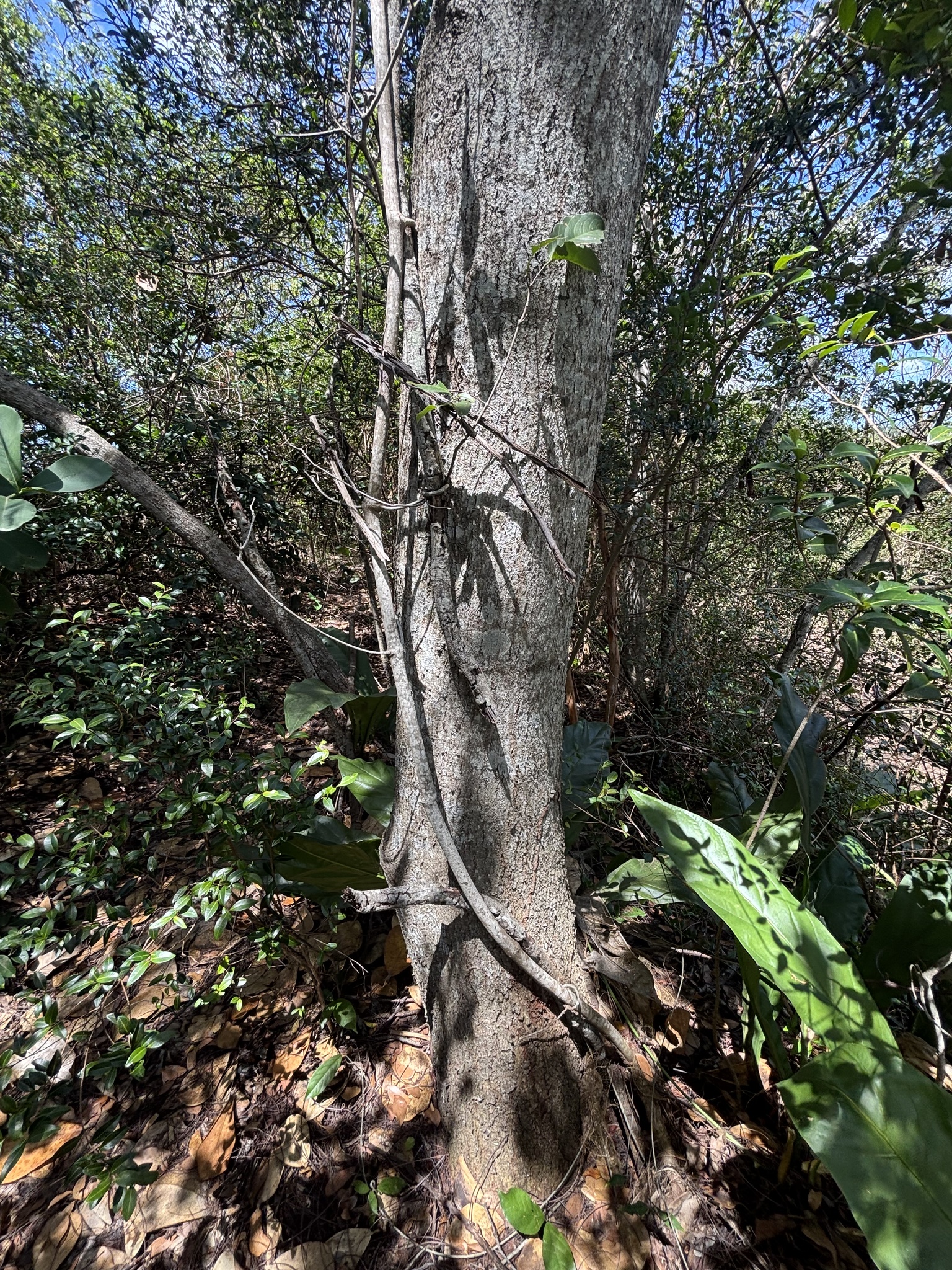 Imagem de Angico-preto