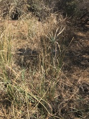 Cyperus sexangularis