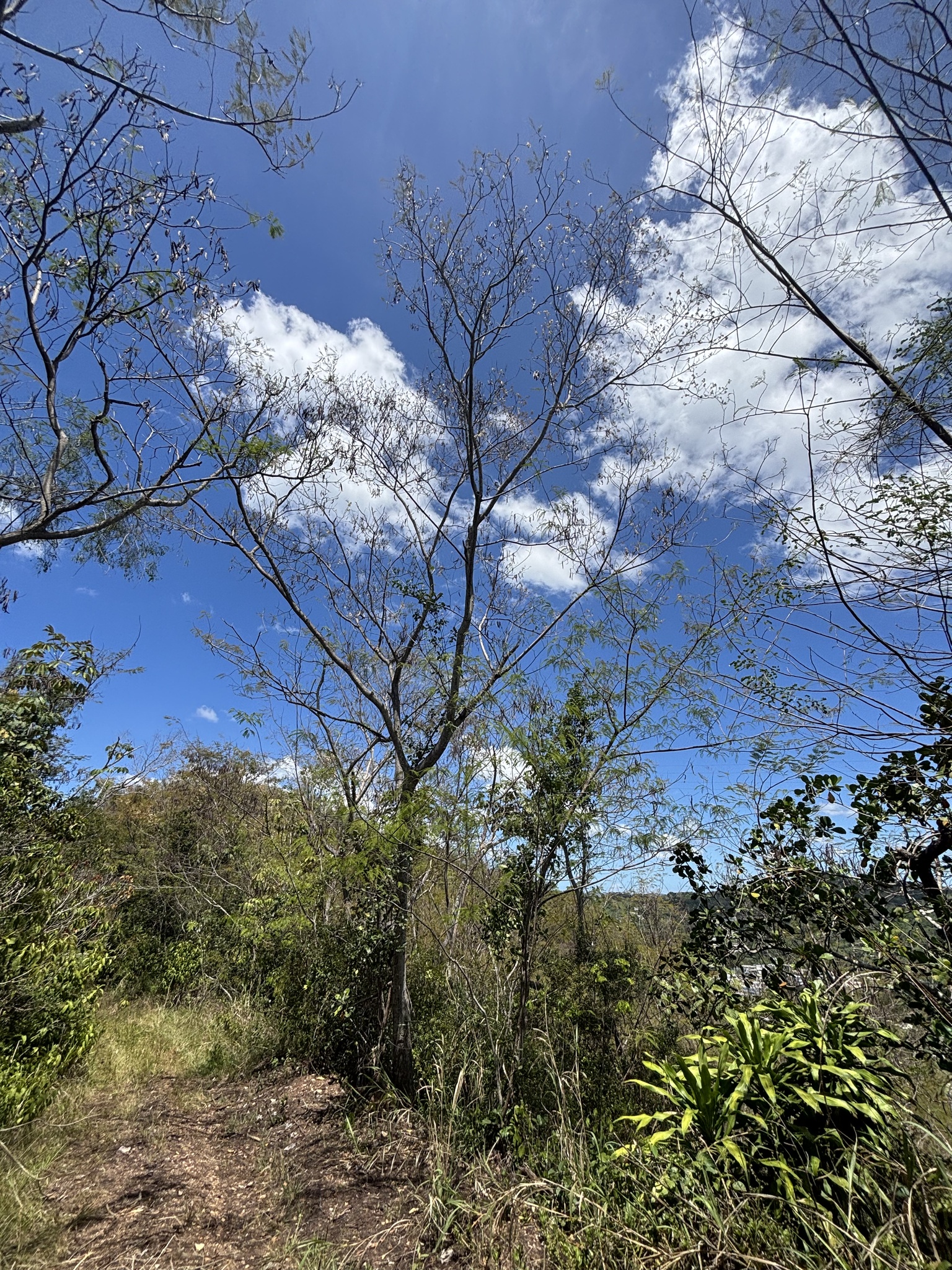 Imagem de Angico-preto